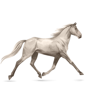 riding horse akhal-teke chestnut